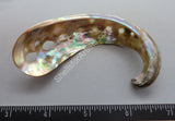 Beautifully Polished Mexican Green Abalone Curls - 1Pc