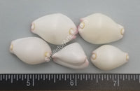 Belly Button Cowry