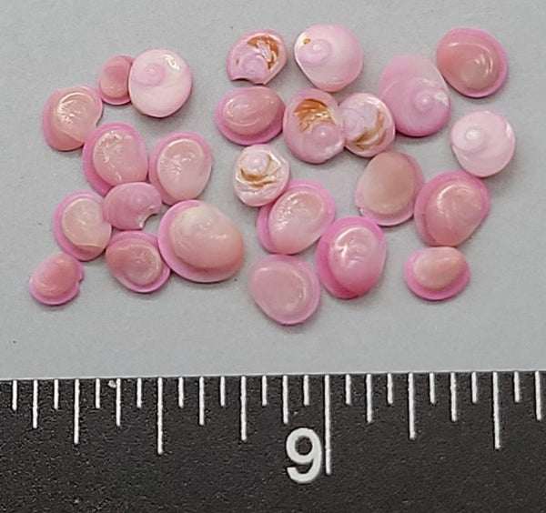 Pink Operculum - 4mm to 6mm - 25pcs