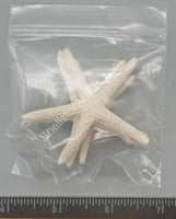 Bleached White Finger Sea Stars