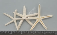 Bleached White Finger Sea Stars