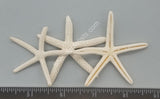 Bleached White Finger Sea Stars