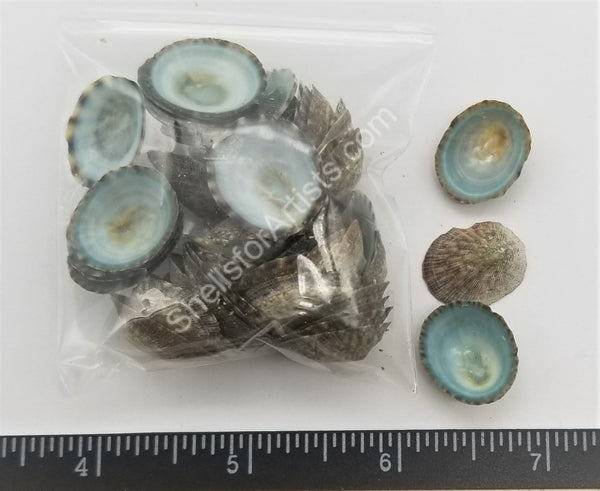 Blue-Green Limpets Limpet