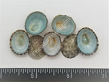 Blue-Green Limpets Limpet