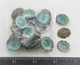 Blue-Green Limpets Limpet