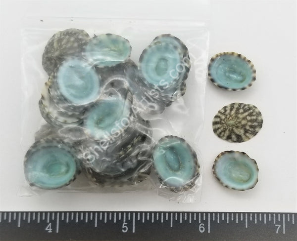 Blue-Green Limpets Limpet