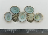 Blue-Green Limpets Limpet