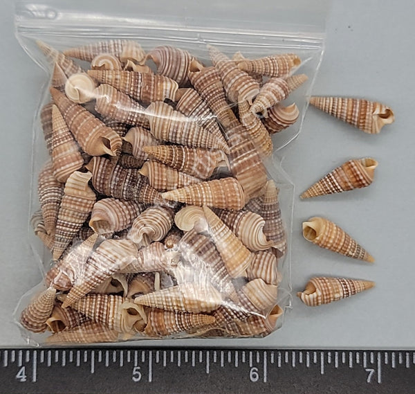 Brown Ceriths With Rows Of White Beads