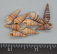 Brown Ceriths With Rows Of White Beads