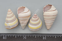 Candy Stripe Haitian Tree Snails