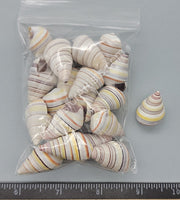 Candy Stripe Haitian Tree Snails