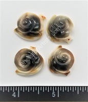 Operculum