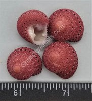 Clean Strawberry Top Shells From East Africa