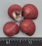 Clean Strawberry Top Shells From East Africa