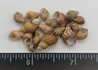 Clearance - Pheasant Shells Pheasent