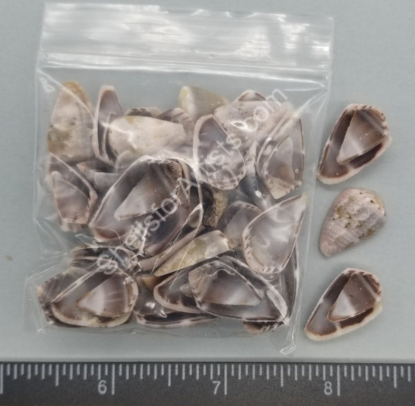 Cut Conus Shell