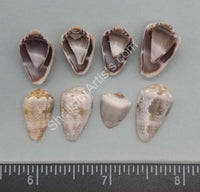 Cut Conus Shell