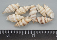 Delicate Ribbed Miter Shells