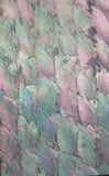 Donkey Ear Abalone Paper