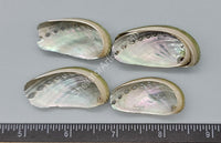 Donkey Ear Abalone Shells