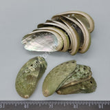 Donkey Ear Abalone Shells