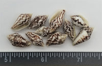 Dove Shells