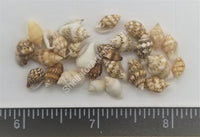 Dove Shells