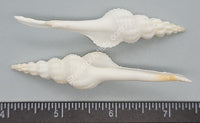 Elegant White Spindle Shells