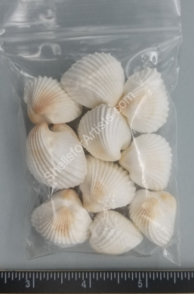 Extra Large Ark Shell Pairs - 25mm to 30mm - 10 pairs – Shells for Artists