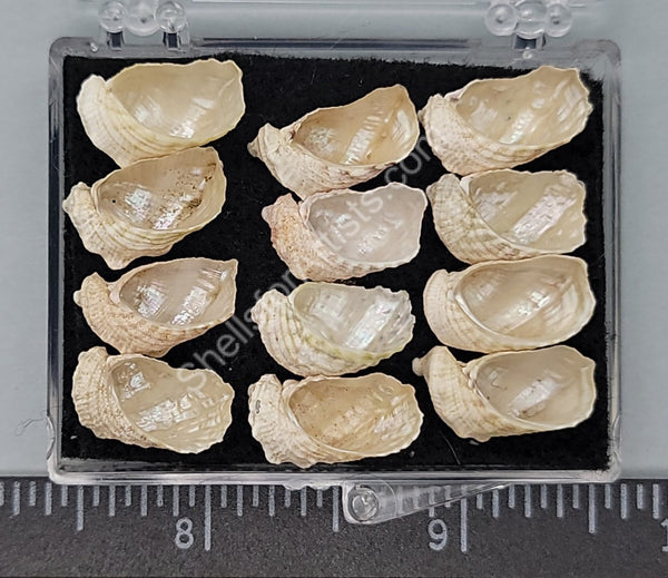 False Abalones- Matched For Size And Color