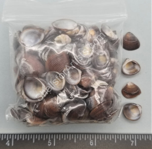 Freshwater Clams With Outside Dark Periostracum