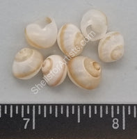 Glossy Translucent White With Brown Stripe Land Snail