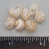 Glossy Translucent White With Brown Stripe Land Snail