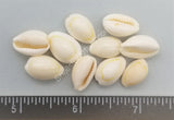 Goldringer Cowry