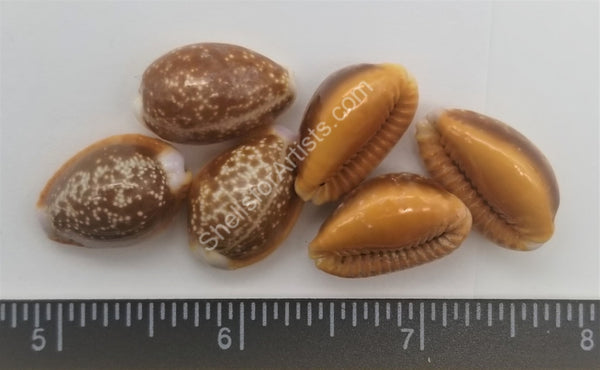 Honey Cowry