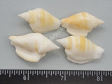 Indian Conch Shells - Clearance