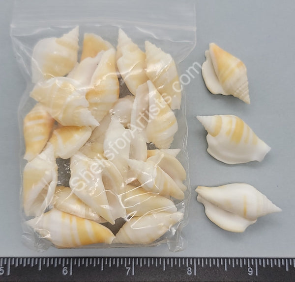 Indian Conch Shells - Clearance