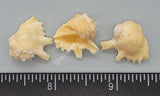 Interesting Golden Drupe Shells