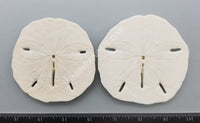 Keyhole Sand Dollar