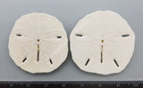 Keyhole Sand Dollar