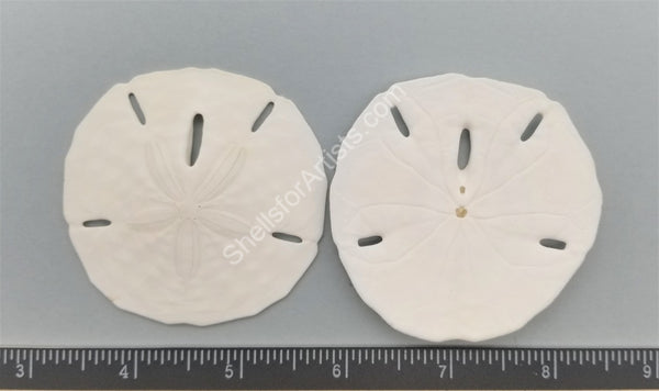 White Sand Dollars 2 to 2.25 Set of 12 - Wedding Seashell Craft Sand  Dollars- Hand Picked and Professionally Packed