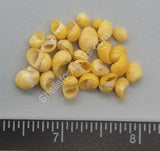 Large Glossy Yellow Mongo Snails