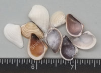 Large Pointed Venus Clams