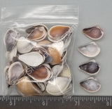 Large Pointed Venus Clams