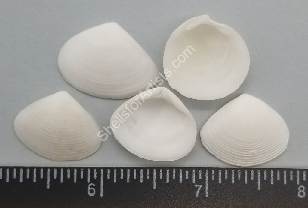Baluyan Shell Shell White Clam Shell