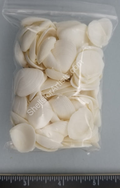 Large Pure White Clam Shell Single