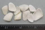 Large Pure White Donax