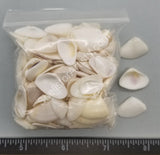 Large Pure White Donax