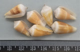 Medium Cone Shells