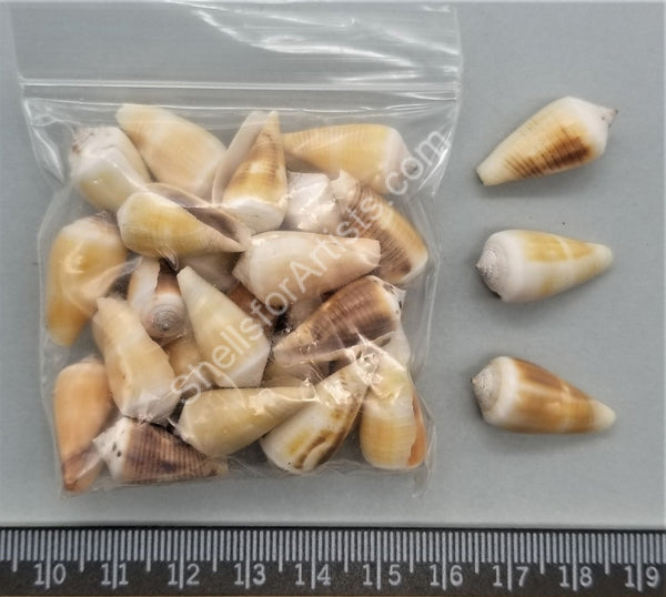 Small (10mm to 20mm) – Shells for Artists